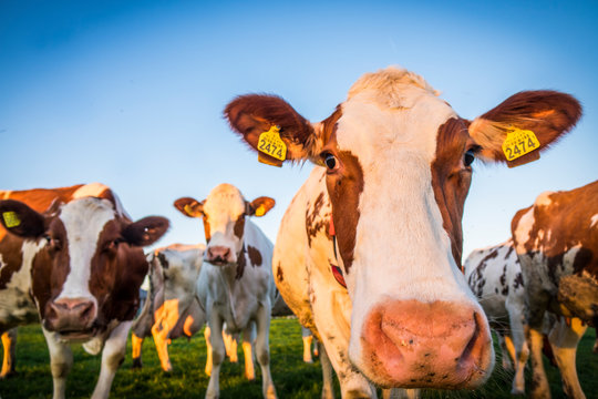Cows