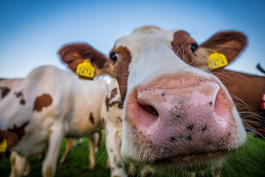 Cows