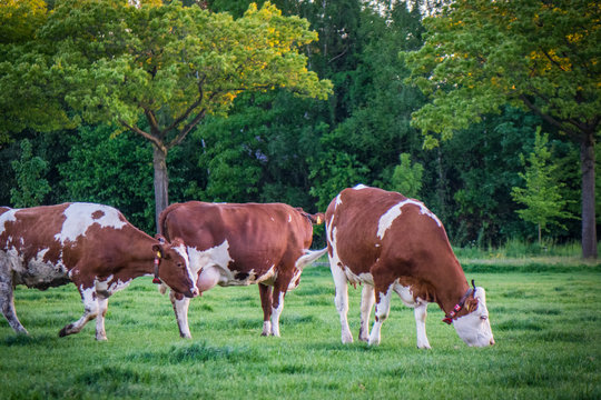 Cows