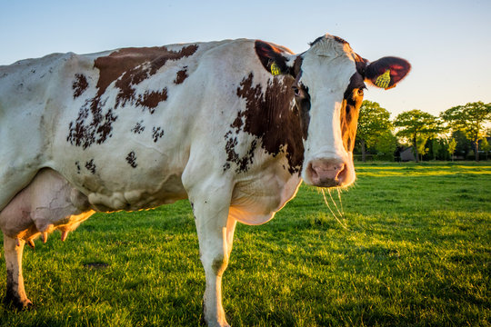 Cows