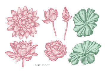 Vector collection of hand drawn pastel lotus