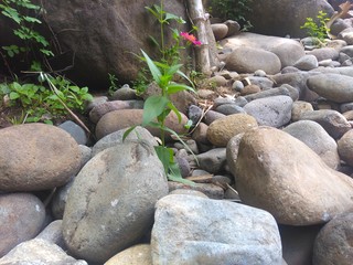 Plant grow between mountain rocks