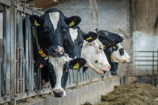 Cows