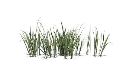 Thick Grass with shadow on the floor - isolated on white background