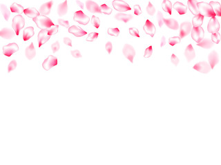 Spring blossom isolated petals flying