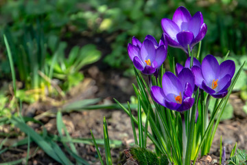 Close-up of violet crocuses Ruby Giant on natural background. Soft selective focus. Spring theme for design.