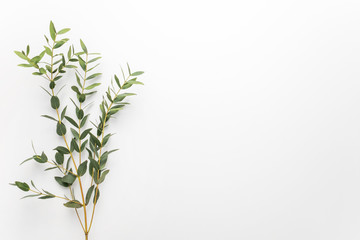 Eucalyptus branches on a white background. Flat, top view, copy space