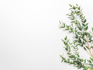 Eucalyptus branches on a white background. Flat, top view, copy space