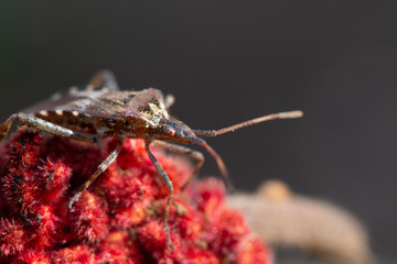 Red Flower (Rhus Typhina) and a Bug