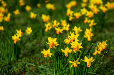 Yellow daffodils in bloom at springtime on a bright sunny day