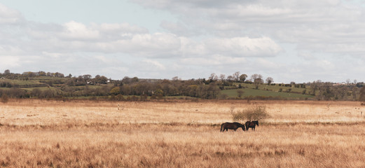 Fototapeta na wymiar Wild Horses in Field