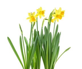 Beautiful fresh daffodils flowers isolated on white background. Spring flowers.