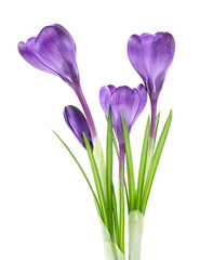 Crocus flowers on stem with leaves isolated on a white background