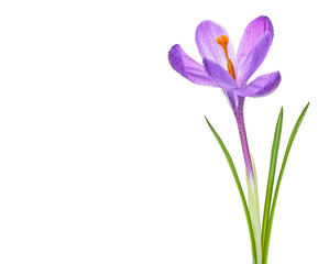 Crocus flower with water drops on a white background