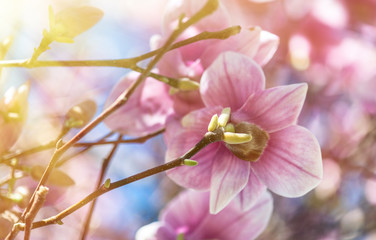 Closeup of beautiful magnolia with blue sky background