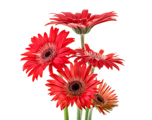 Red gerberas isolated on a white background