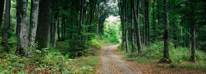 woods landscape panorama, panoramic view of natural green forest in summer, forest road scenery