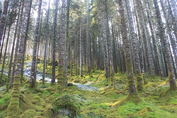 Fototapeta premium Path in a Forest