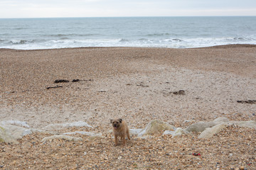 Dog on the beach