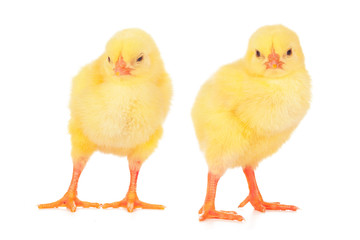chicks in front of white background.