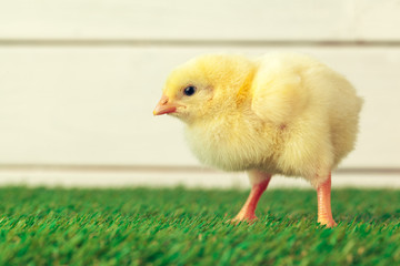 Little chicken on the grass