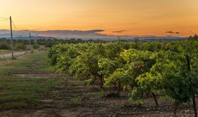 Vineyard at sunset, southern France