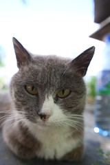 Naklejka na ściany i meble gray old spotted yard cat looks into the frame