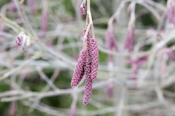 catkins of alder, rose-purple buds of alder