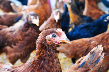portrait of a brown chicken