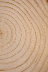 Pine tree trunk cross-section with annual rings. Lumber piece close-up shot.