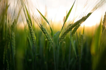 Young wheat crop close-up