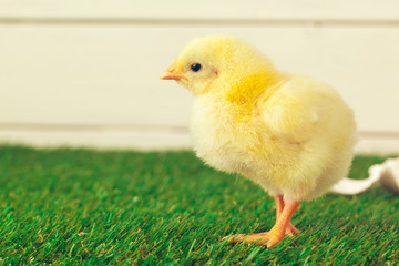 Little chicken on the grass