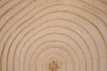 Pine tree trunk cross-section with annual rings. Lumber piece close-up shot.