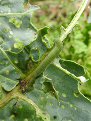 Close up of  leaves of organic green vegetables are eaten by green caterpillars to form many holes in the vegetable garden outdoors in the morning. Eco-friendly planting, nature, organic concept.
