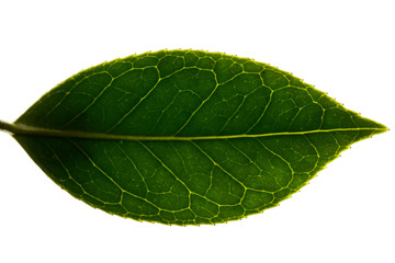 Naklejka na ściany i meble A leaf with leaf vine