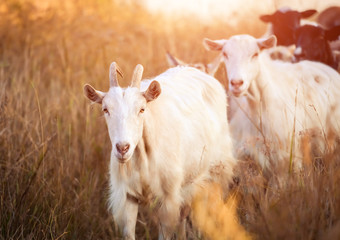 Shepherd leads the goats on sunshine evening field