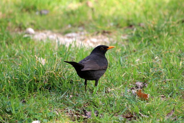 Fototapeta premium Common blackbird or Turdus merula or Eurasian blackbird or Blackbird small black bird with bright yellow eye ring and beak standing on uncut grass overlooking surroundings on warm spring day