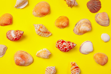 Seashells on a yellow background.