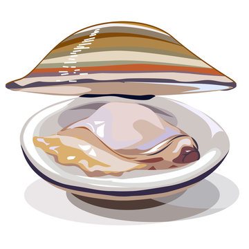 Cherrystone clam illustration