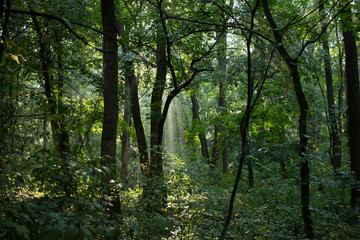 Beutiful landscape forest in summer morning