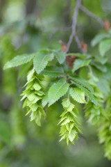 Oriental hornbeam