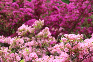 pink flowers
