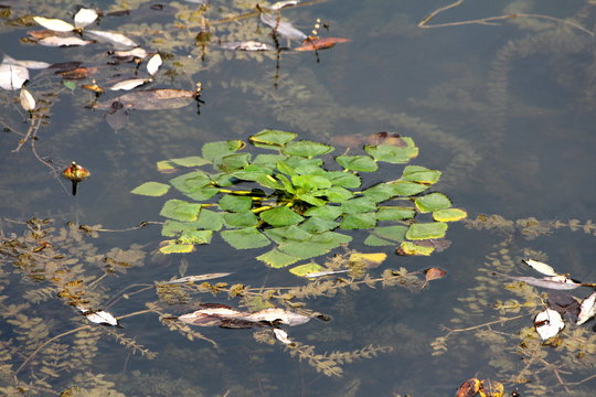 Water chestnut or Eleocharis dulcis or Chinese water chestnut grass like aquatic vegetable sedge with thick green leaves floating in local lake surrounded with other plants and fallen leaves on warm s