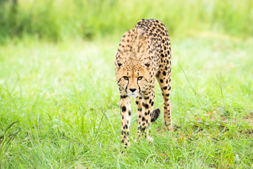 A Cheetah looks straight into the camera
