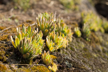 Naklejka na ściany i meble Close up of succulents in mountains in sunny day