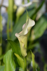 Obraz premium Garden calla lily