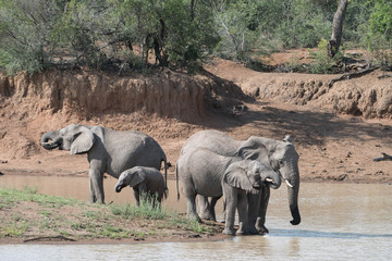 Fototapeta premium An Elephant herd drinking water.