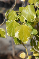 Ivy Dentata variegata