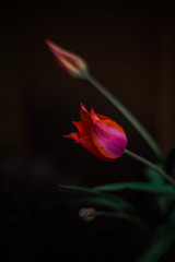 tulip flower isolated black background