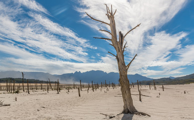 Dead trees, during a drought, in the middle of Theewaterskloof dam close to Cape Town South Africa.